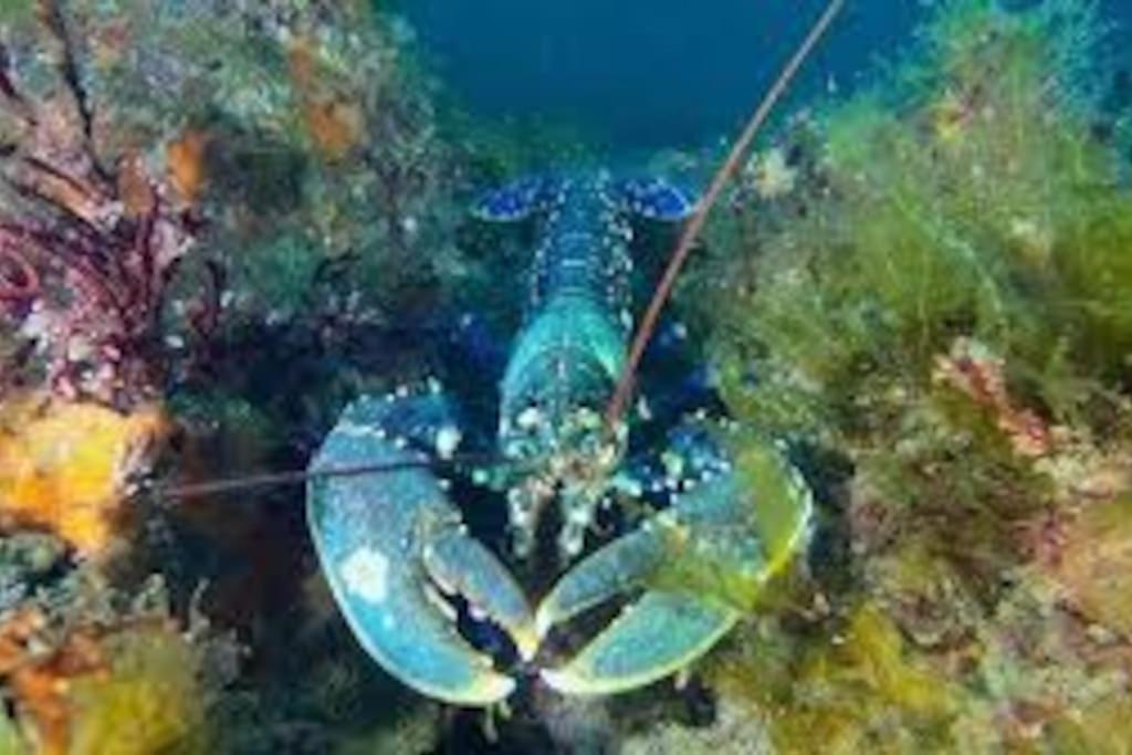 Landéda Gite Entre Mer Et Abers מראה חיצוני תמונה